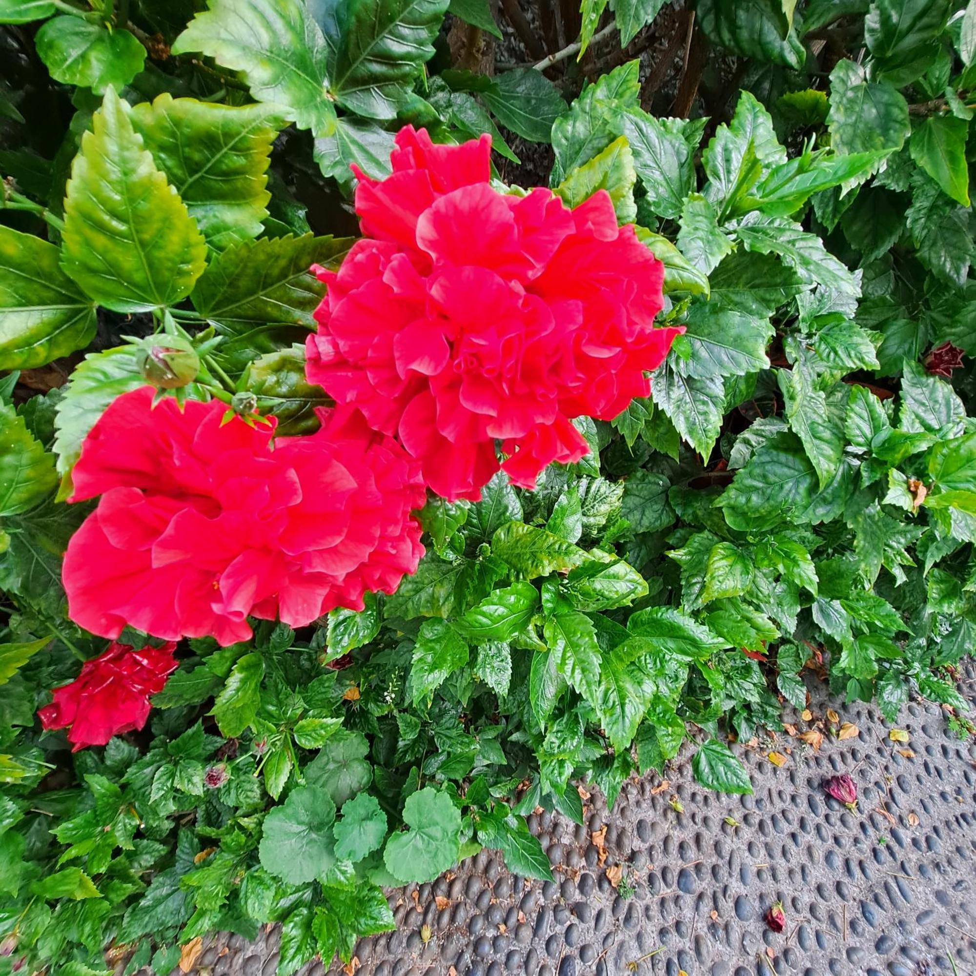 Chale Funchal - City View Ngoại thất bức ảnh